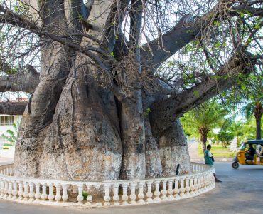 Madagascar - huge Baobab Tree in the middle of a traffic circle